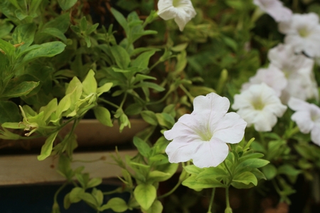 white flowers in a nature at the garden.の写真素材