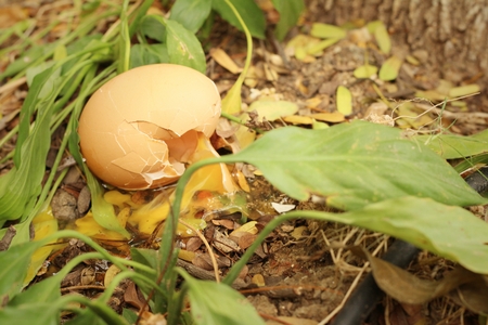 Broken egg on the ground at the park