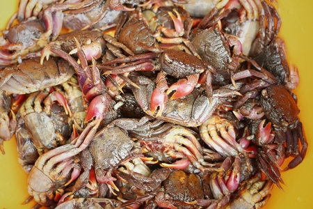 Fresh crab in yellow tray at the market.の写真素材