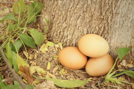 Eggs on a background of soil at the park