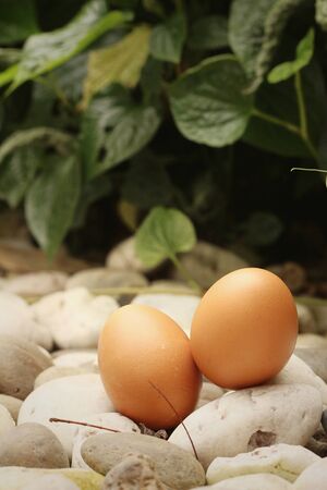 eggs on a background of stone at the parkの写真素材