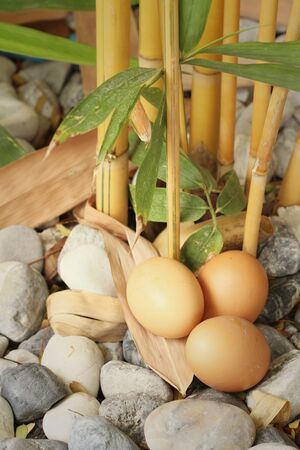 eggs on a  stone at the parkの写真素材