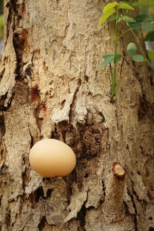Eggs on a background of brown wooden.の写真素材