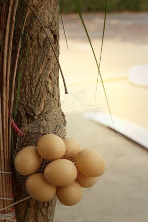 Eggs hanging on a tree at the park.
