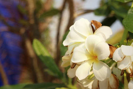 White plumeria in nature at the gardenの写真素材
