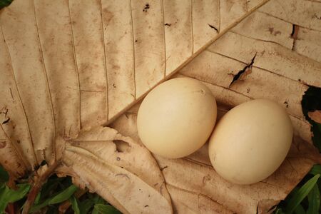Eggs on a brown  leaf  at the park.