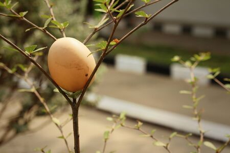 Eggs on a tree at the park.