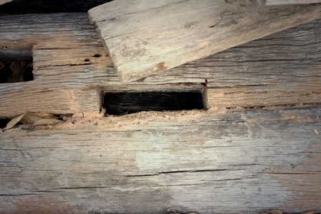 Background image of old wood from nature.の写真素材