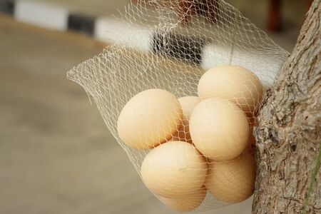 Eggs hanging on a tree at the park.