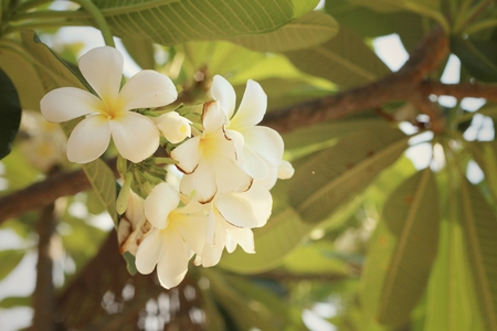 White plumeria in nature at the gardenの写真素材