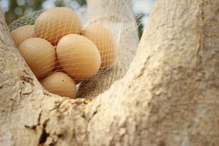 Eggs on a tree at the park.