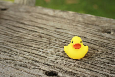Yellow rubber duck on a brown wood.の写真素材
