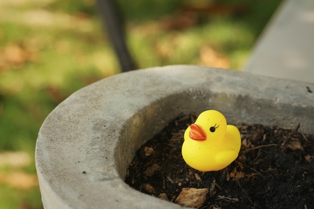 Yellow rubber duck on background of soil.の写真素材