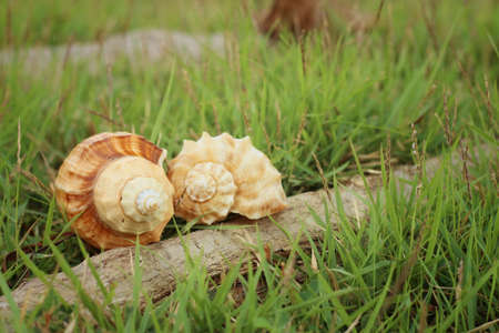 conch shell on a background of green grass.の写真素材
