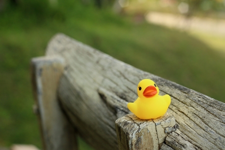 Yellow rubber duck on a brown wood.の写真素材