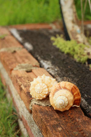 conch shell on a background of wooden.
