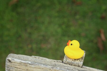 Yellow rubber duck on a brown wood.の写真素材