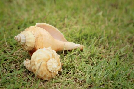 conch shell on a background of green grass.の写真素材