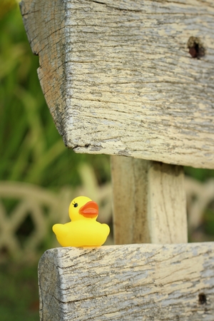 Yellow rubber duck on a brown wood.の写真素材