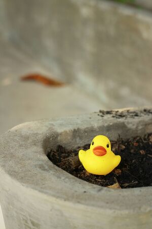 Yellow rubber duck on background of soil.の写真素材