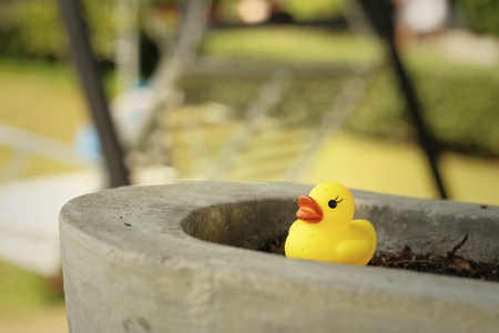 Yellow rubber duck on background of soil.の写真素材
