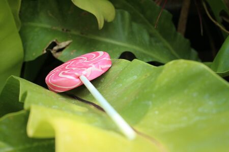 Candy valentines on green leaves at the garden.