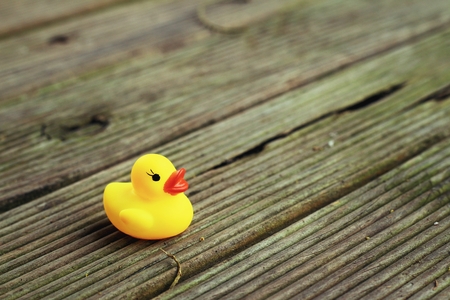 Yellow rubber duck on a brown wood.の写真素材