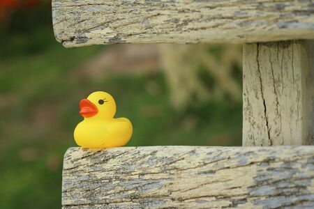 Yellow rubber duck on a brown wood.の写真素材