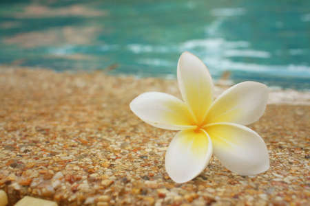 plumeria flower and blue swimming pool rippled water detailの写真素材