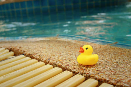 Yellow rubber duck at the swimming pool.の写真素材