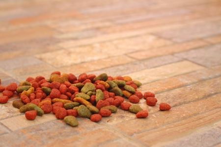 Cat food on the floor at the park.の写真素材