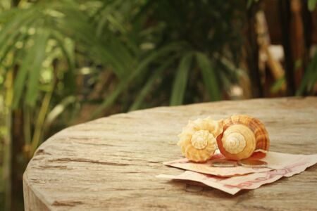 Conch with money of Thai Bath on background of wooden.の写真素材