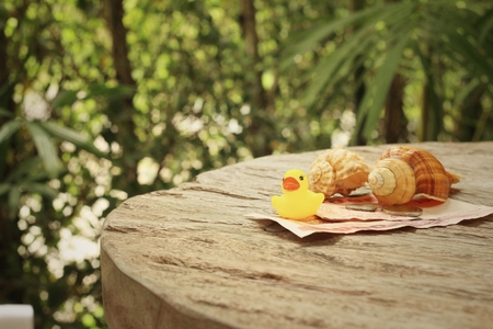 Yellow rubber duck , conch with money of Thai Bath.の写真素材