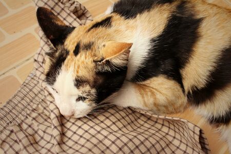 cat sleeps on cement at the parkの写真素材