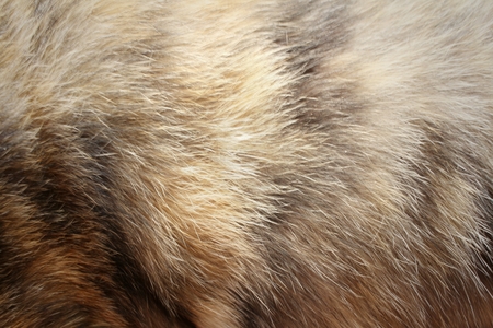 background of fur cat at the park