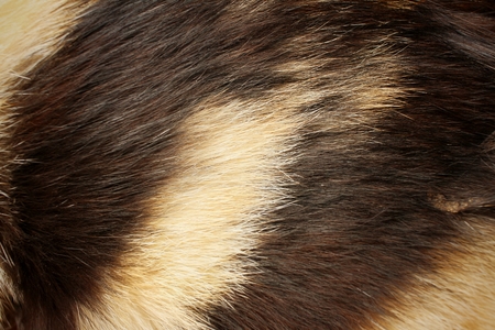 background of fur cat at the park