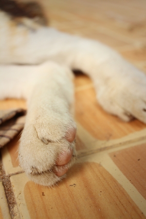 Feet of cat sleeps at the park.の写真素材