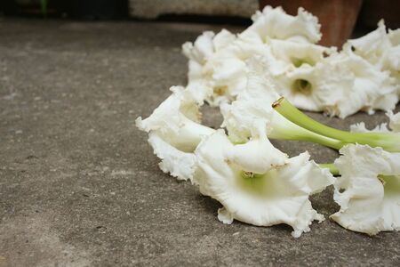 White flowers in nature at the park.の写真素材