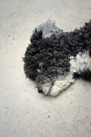 Black dog on cement background at the park.の写真素材