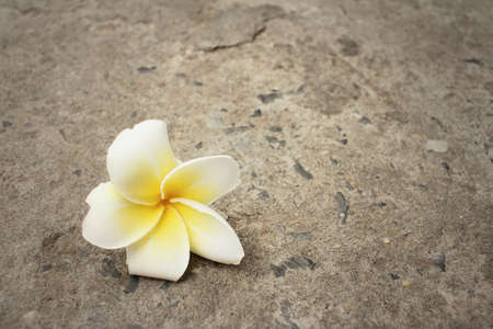 Plumeria flower on a background of cement.の写真素材