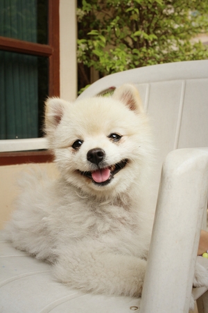 White pomeranian dog.の写真素材