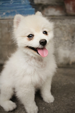 White pomeranian dog.の写真素材