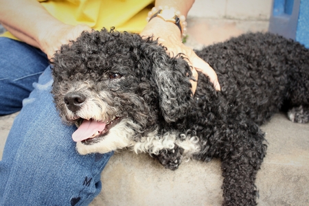 Black dog on cement background at the park.の写真素材