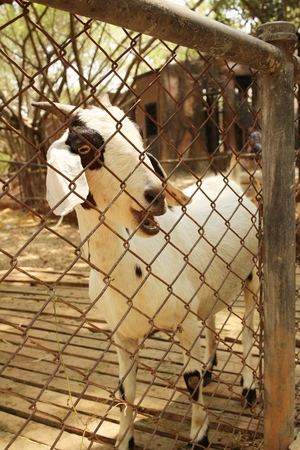 Close-up goat in the nature at the zoo.の写真素材