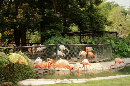 Flamingos in a nature at the zoo.の写真素材