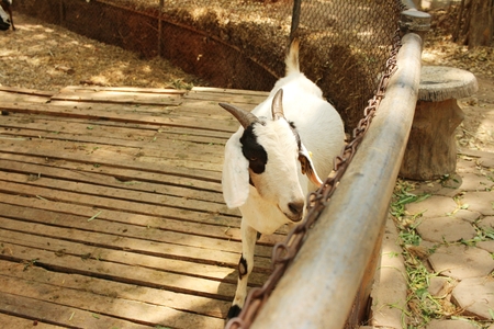 Close-up goat in the nature at the zoo.の写真素材