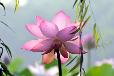 Blossom lotus flowerの写真素材