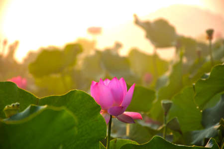 Blossom lotus flowerの写真素材
