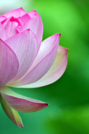 Blossom lotus flowerの写真素材