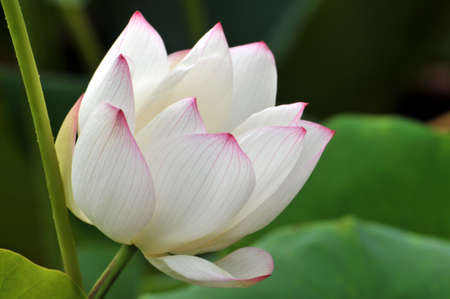 Blossom lotus flowerの写真素材